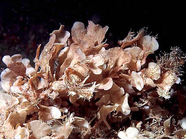 First Scientific Speech