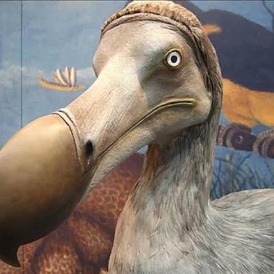 Timeline: Animales extintos