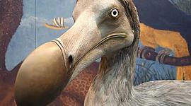 Timeline: Animales extintos