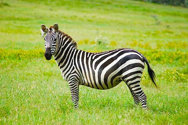 Quagga