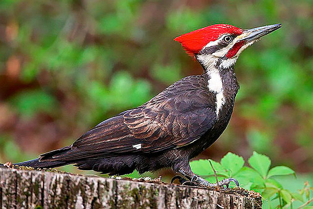 Pajaro carpintero imperial