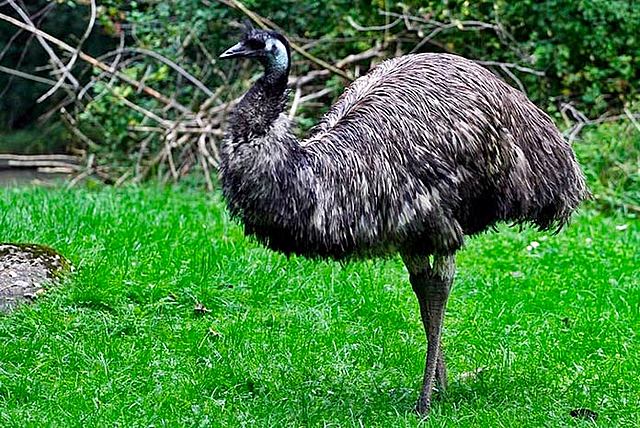 Emu negro
