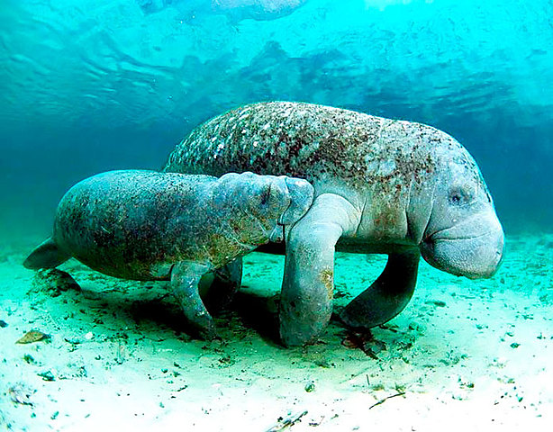 Vaca marina de steller