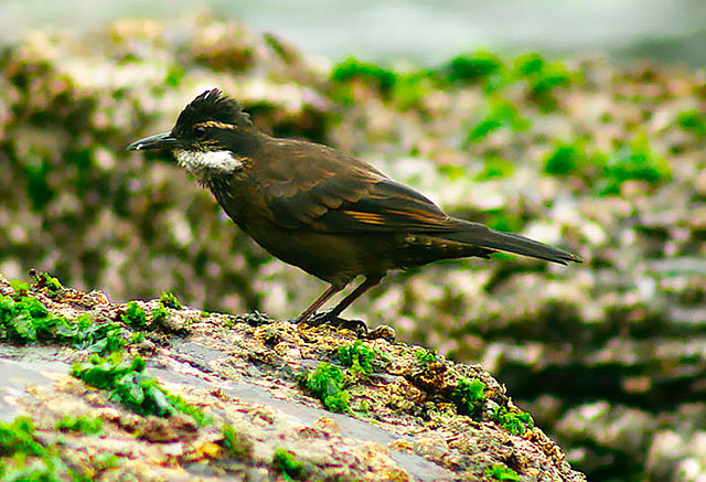 Gorrion costero oscuro