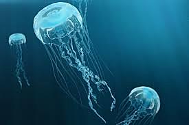 ORGANIZACIÓN DEL SISTEMA NERVIOSO