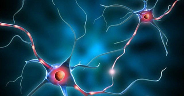 SURGIMIENTO DE LAS PRIMERAS NEURONAS