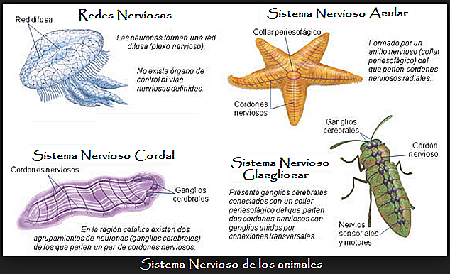 ORGANIZACIONES NERVIOSAS DE LA NATURALEZA