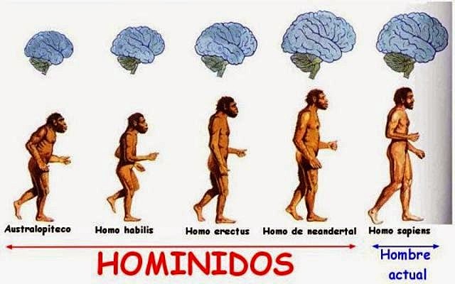 LOS HOMINIDOS PRIMITIVOS