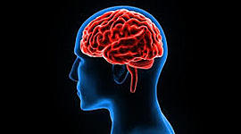 Timeline: EL CEREBRO