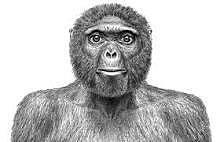 Ardipithecus ramidus.(4.1-4.4 m.a)