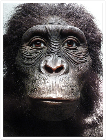 Australopithecus anamensis.(3.9-4.2 m.a)