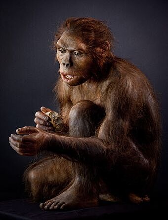 Homo habilis.(2.5-1.6 m.a)