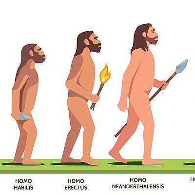 Timeline: Línea evolutiva : Ser humano