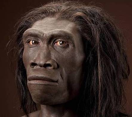 Homo ERECTUS