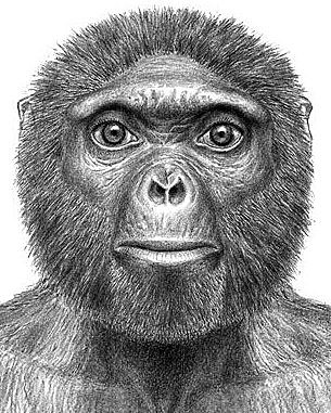 Ardipithecus RAMIDUS