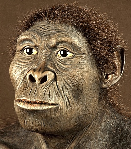 Homo HABILIS
