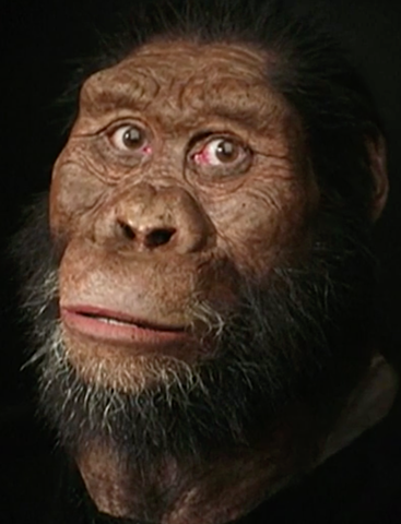 Australopithe. AFRICANUS