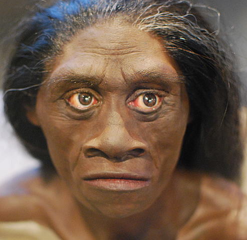 Homo FLORENSIENSIS