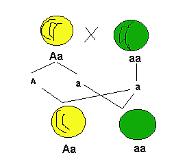 Leyes de la herencia