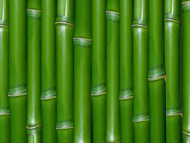 Bamboo