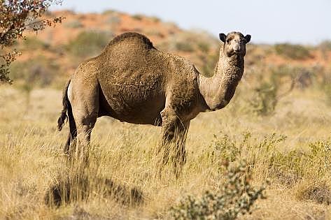 Camels Introduced to Africa