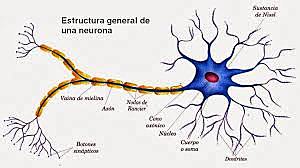 Neuronas