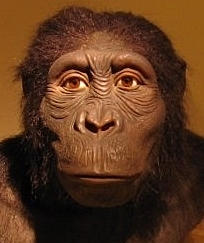 Australopithe. ANAMENSIS
