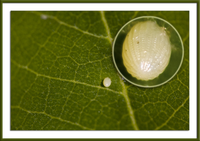 Monarch Butterfly egg