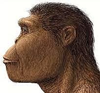 Australopithe. ROBUSTUS