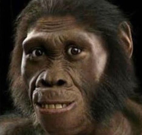 Australopithe. SEDIBA