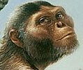 PARANTHROPUS