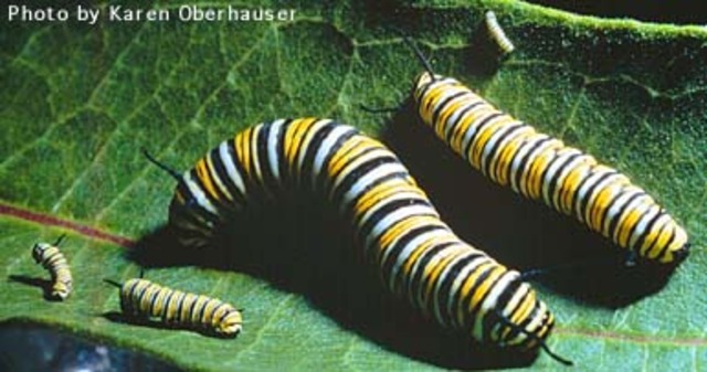 Monarch caterpillar