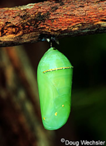 Monacarch Chrysalis