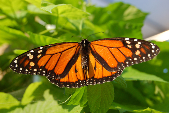 Monarch Butterfly