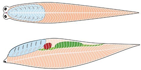 El surgimiento del primer cerebro
