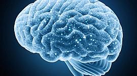 Timeline: Evolución del cerebro