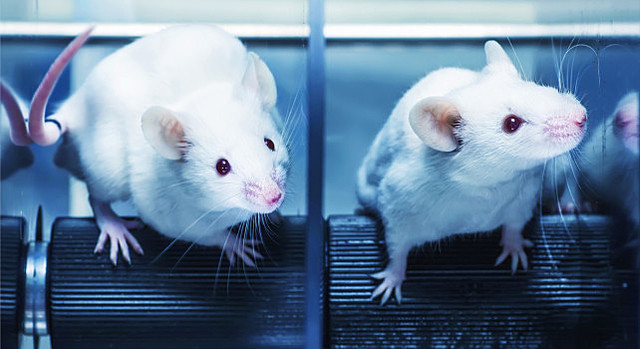 Los ratones y la genética