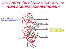 Agrupación Neuronal