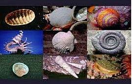 Sistema nervioso Acordonado