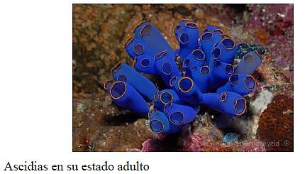 :¿Para qué o por qué surgió el cerebro?