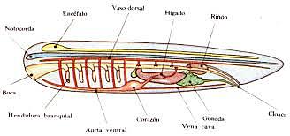 Cordón nervioso hueco