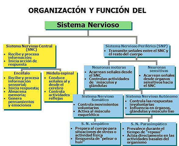 La organizacion nerviosa
