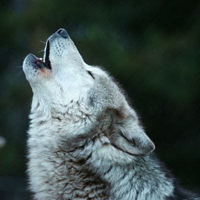 Timeline: Línea evolutiva : Lobo