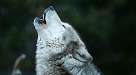 Timeline: Línea evolutiva : Lobo