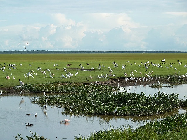 Resistencia en los Llanos de Apure
