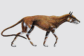 Daphoenus (40-25 m.a)