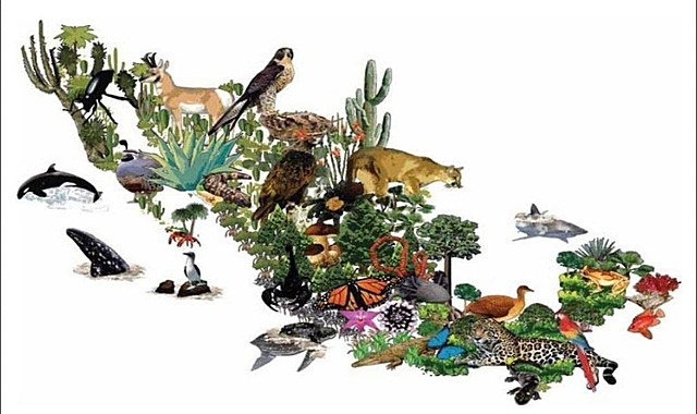 Se crea ley vida silvestre