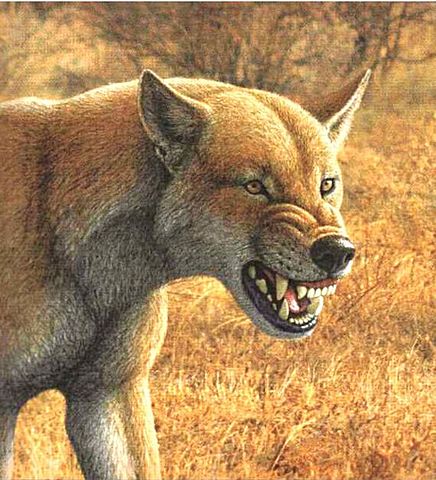 Borophagus (2.5 m.a)