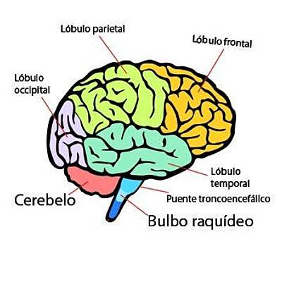 Timeline: CEREBRO