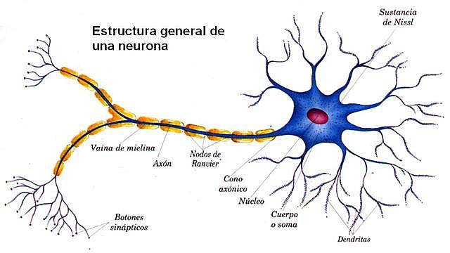 Surgimiento de las neuronas